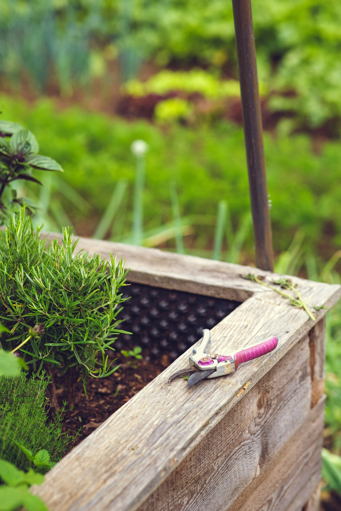 Why Choose a Raised Garden Bed: Benefits, Tips & Ideas