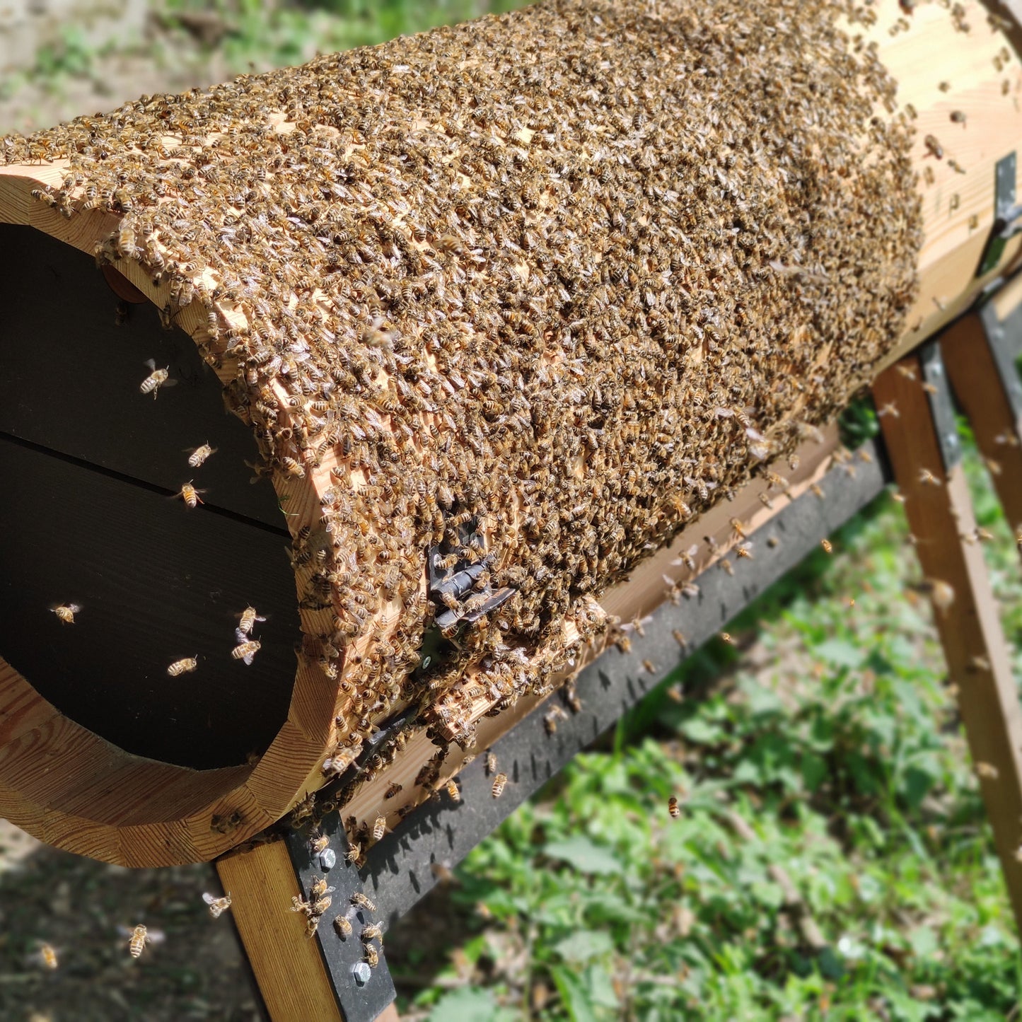 Premium beehive with PETG monitoring dome for undisturbed bee observation