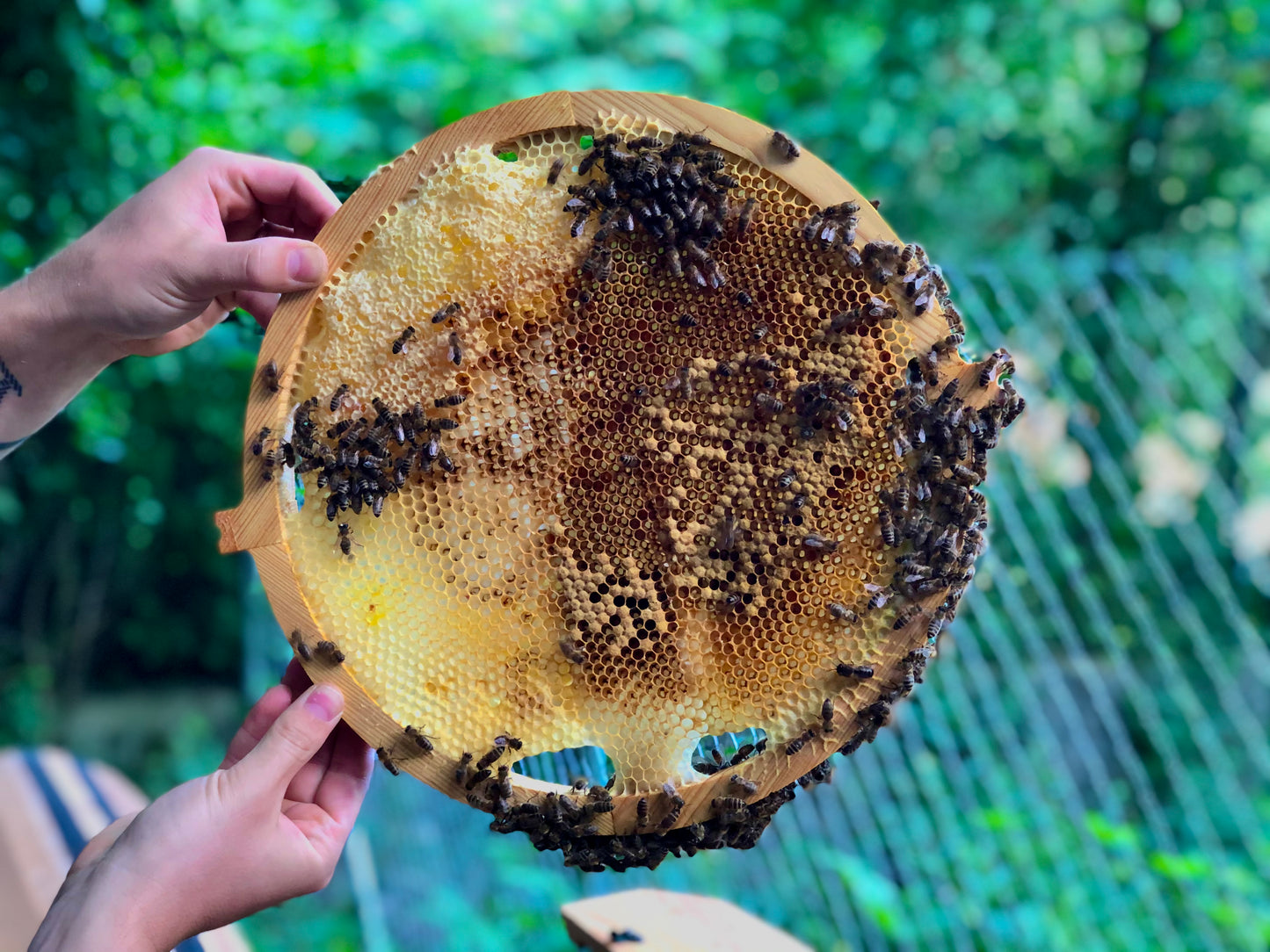 Beekeeping hive showing propolis envelope and hexagonal interior patterns